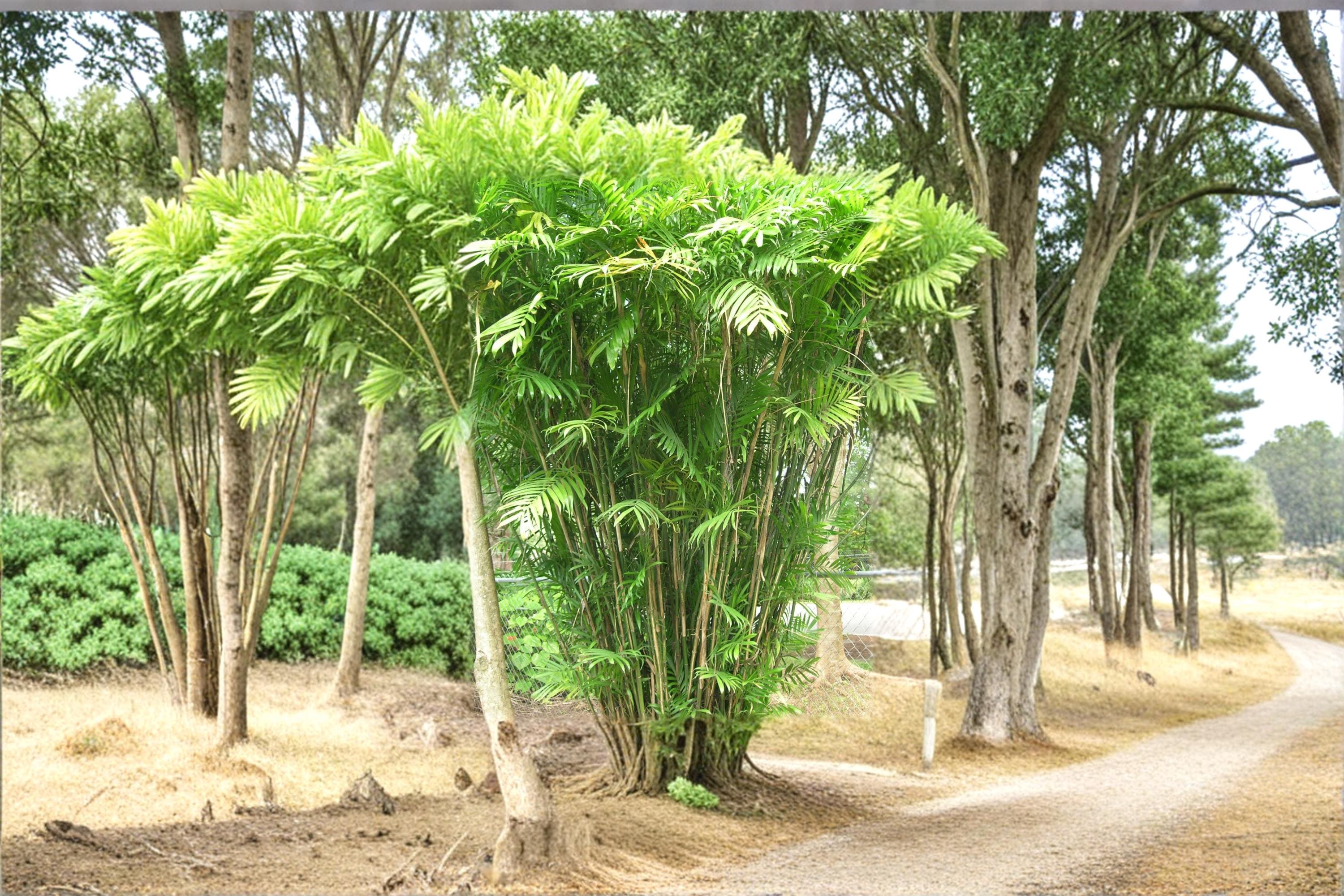 Bamboo Palm Seeds – Chamaedorea seifrizii Tropical Indoor & Outdoor Plant for Shade Gardens