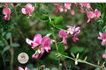 Korean Lespedeza Seeds - Nitrogen Fixing Ground Cover - Wildlife Forage - Pink to Purple Flowers - Kummerowia stipulacea