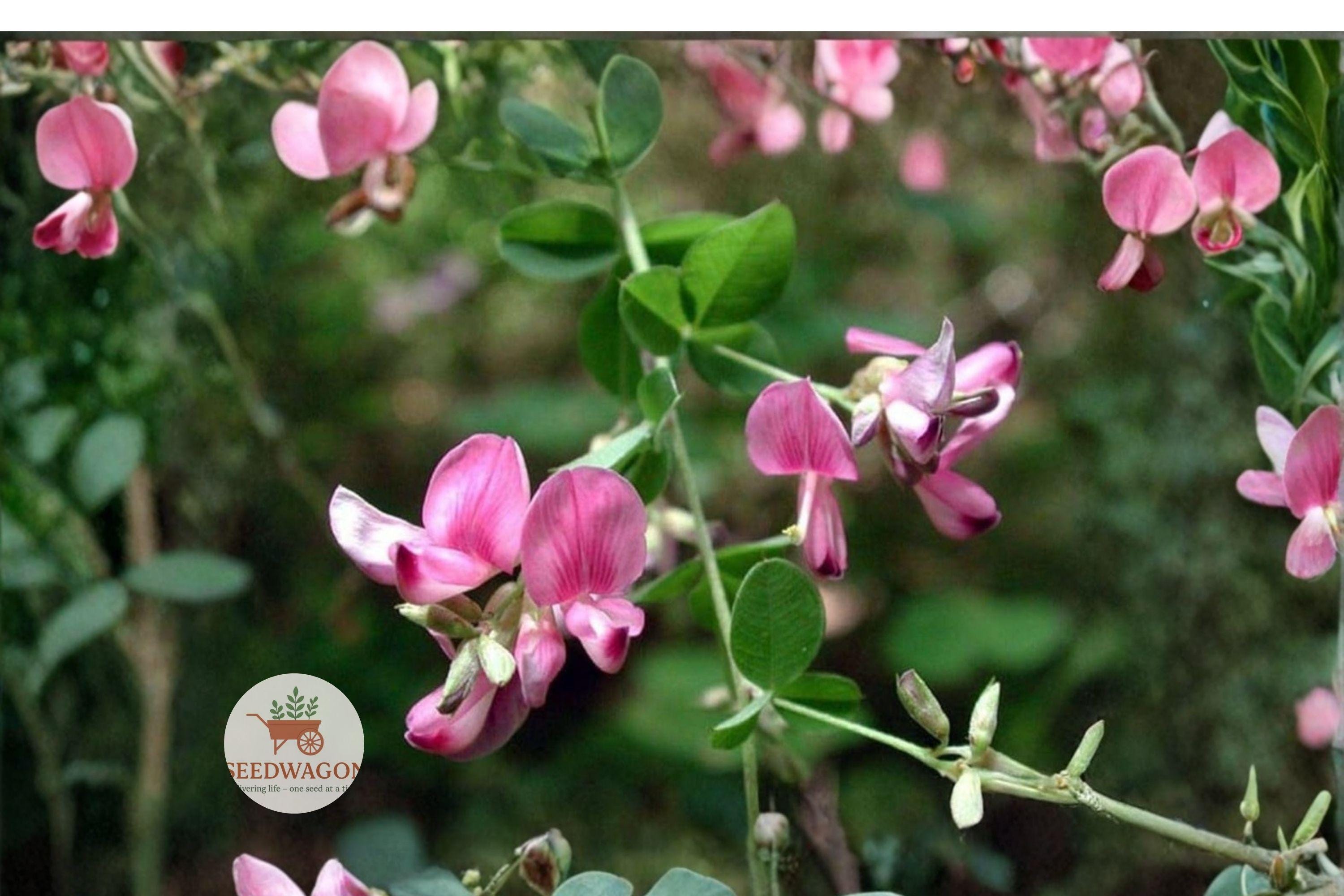 Korean Lespedeza Seeds - Nitrogen Fixing Ground Cover - Wildlife Forage - Pink to Purple Flowers - Kummerowia stipulacea