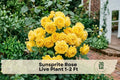Sunsprite Rose Live Plant – Golden Yellow Floribunda Rose Bush for Garden, Borders, and Cut Flowers, Rosa 'Sunsprite'