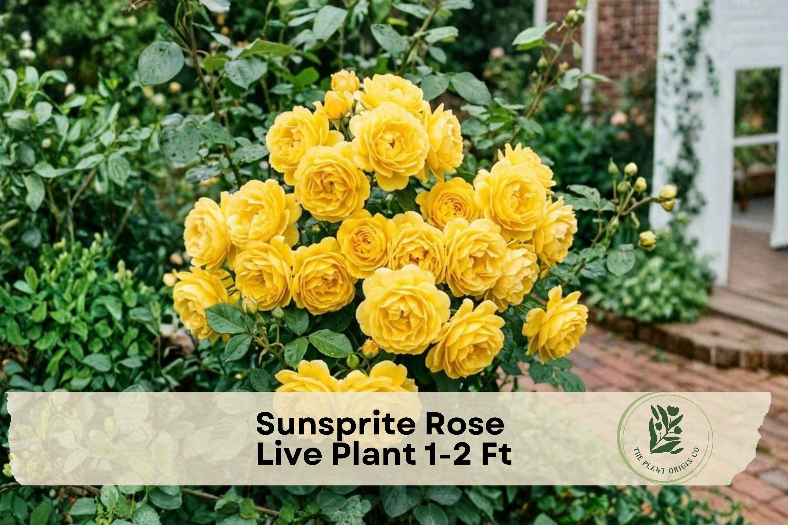 Sunsprite Rose Live Plant – Golden Yellow Floribunda Rose Bush for Garden, Borders, and Cut Flowers, Rosa 'Sunsprite'