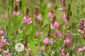 Sainfoin Shoshone Seeds - Perennial Legume with Pink Flowers - Nitrogen Fixing, Pollinator-Friendly, Drought-Tolerant - Onobrychis viciifolia