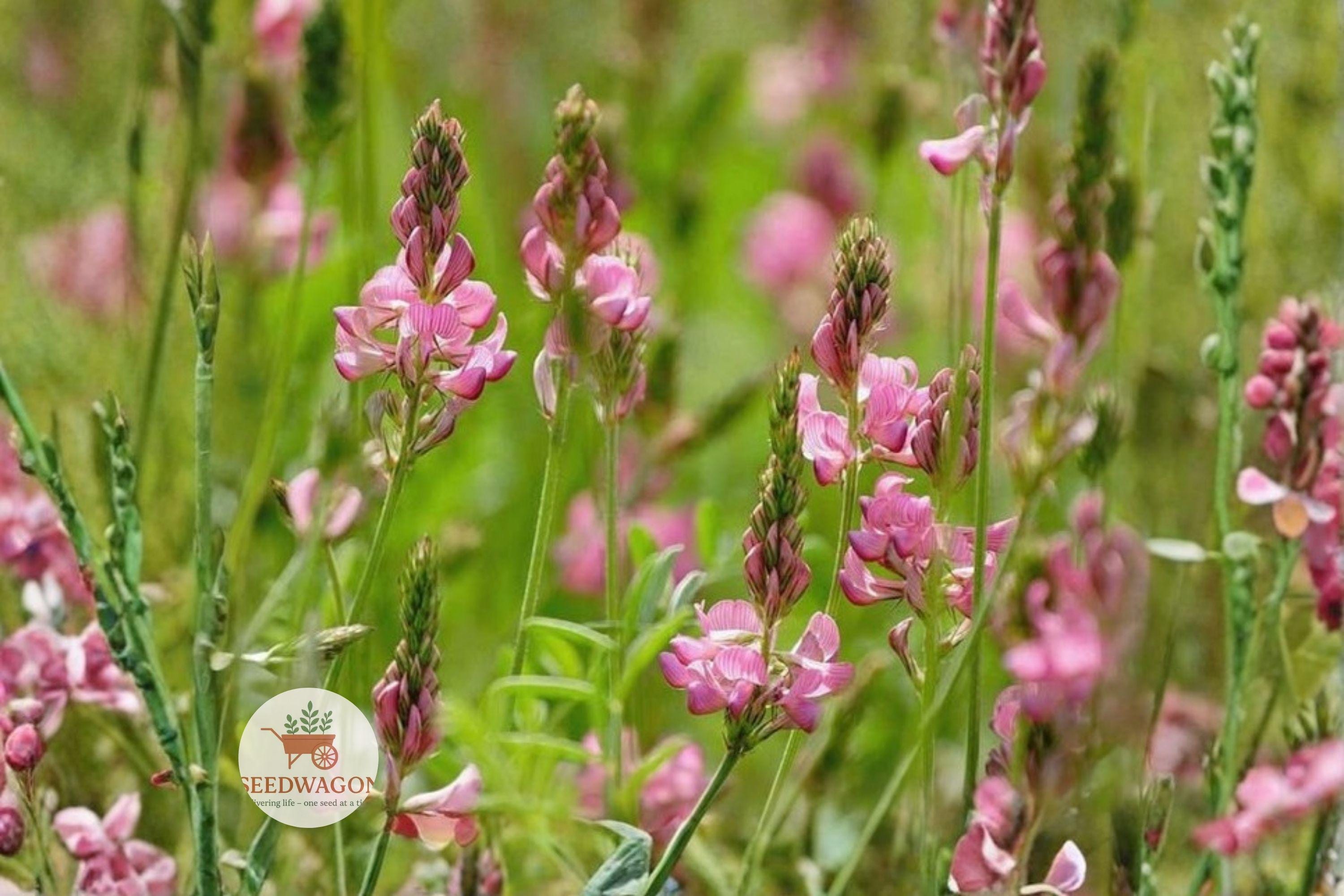 Sainfoin Shoshone Seeds - Perennial Legume with Pink Flowers - Nitrogen Fixing, Pollinator-Friendly, Drought-Tolerant - Onobrychis viciifolia