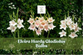 Elvira Hardy Gladiolus Bulbs – Colorful Summer Flowering Perennials for Borders & Cut Flowers, Gladiolus spp.