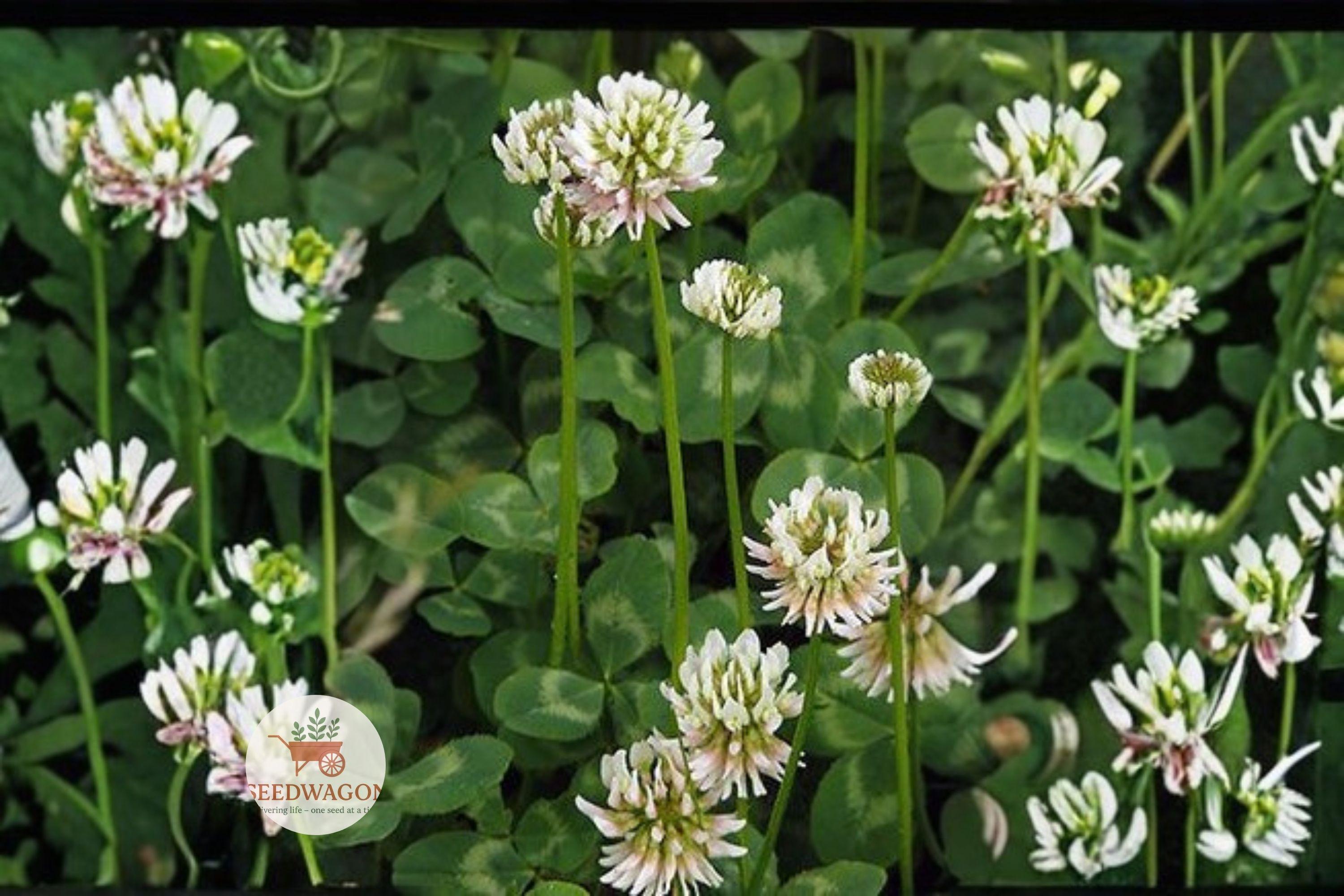 Berseem Clover Seeds - Trifolium alexandrinum - Egyptian Cover Crop for Soil Improvement & Pollinators