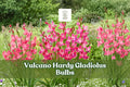 Vulcano Hardy Gladiolus Bulbs – Deep Pink Flowering Perennial Bulbs for Summer Cut Flowers & Garden Borders