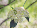 American Elderberry Seeds, Sambucus canadensis, Perennial Shrub for Hedges & Wildlife Gardens, 50 Seeds