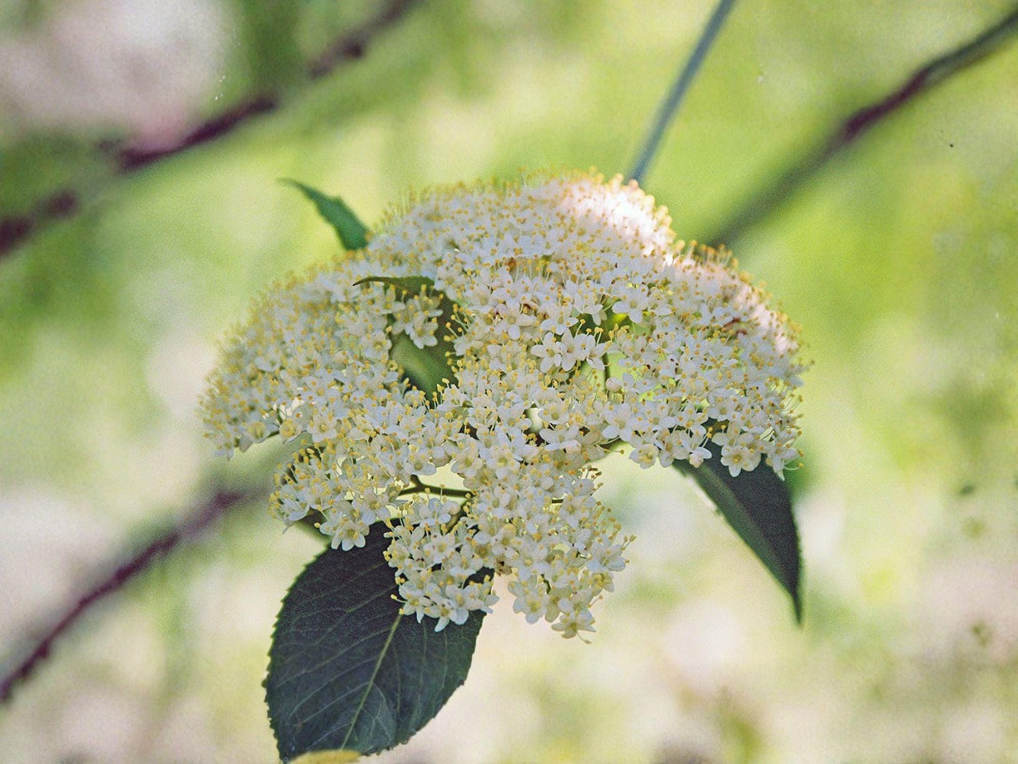 American Elderberry Seeds, Sambucus canadensis, Perennial Shrub for Hedges & Wildlife Gardens, 50 Seeds