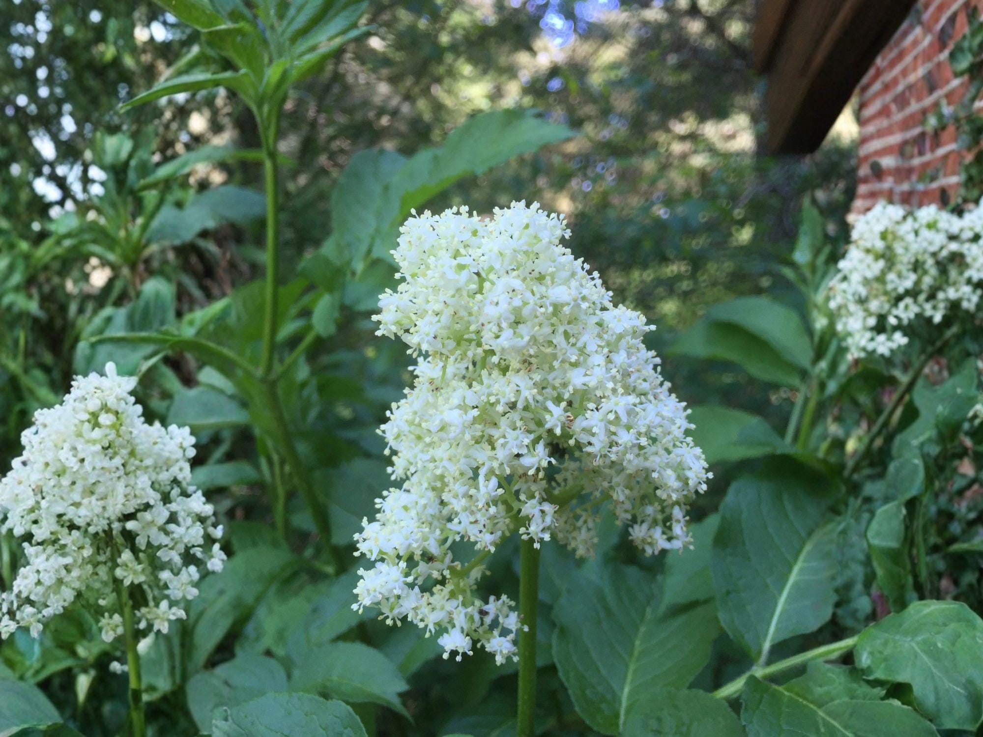 Red Elderberry Seeds | Sambucus racemosa | Bright Red Berries, White Flowers, Woodland Garden Plant