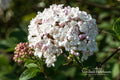 Mohawk Viburnum Bare Root Plant – Viburnum × burkwoodii Fragrant Flowering Shrub, 24+ Inches Tall