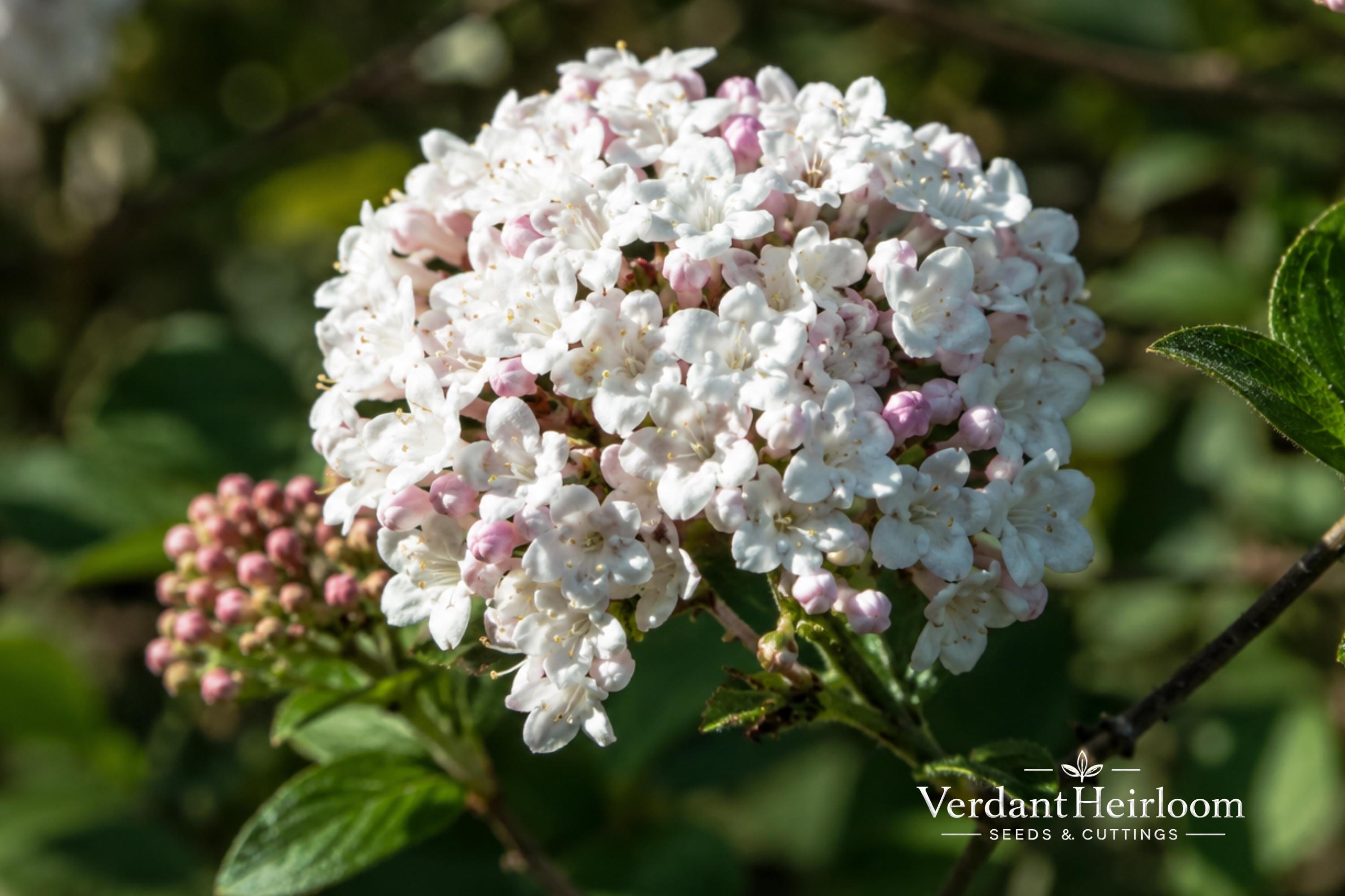 Mohawk Viburnum Bare Root Plant – Viburnum × burkwoodii Fragrant Flowering Shrub, 24+ Inches Tall
