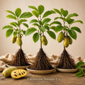Pawpaw Tree Live Plants | Bare Root Asimina triloba Native Edible Fruit Trees | Heirloom, Non-GMO, Woodland Garden