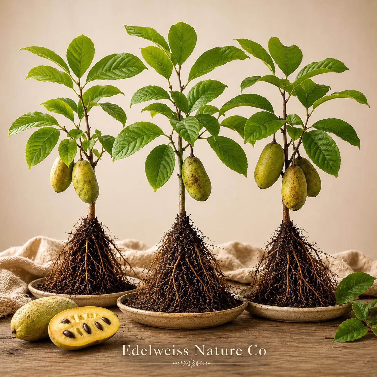 Pawpaw Tree Live Plants | Bare Root Asimina triloba Native Edible Fruit Trees | Heirloom, Non-GMO, Woodland Garden