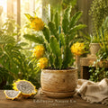 Yellow Pitaya Live Plant | Selenicereus megalanthus Starter | Exotic Dragon Fruit Cactus for Home Gardens & Containers