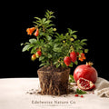 Afganski Pomegranate Starter Plug - Punica granatum Cold-Hardy Edible Fruit Tree for Garden or Container Growth