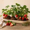 Chandler Strawberry Bare Roots – 20 Live Plants, Heirloom, June-Bearing, Edible Berry Garden, Non-GMO, Fruit Plants