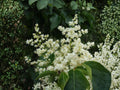 Japanese Tree Lilac Seeds | Syringa amurensis japonica | Ornamental Flowering Tree for Gardens & Landscapes