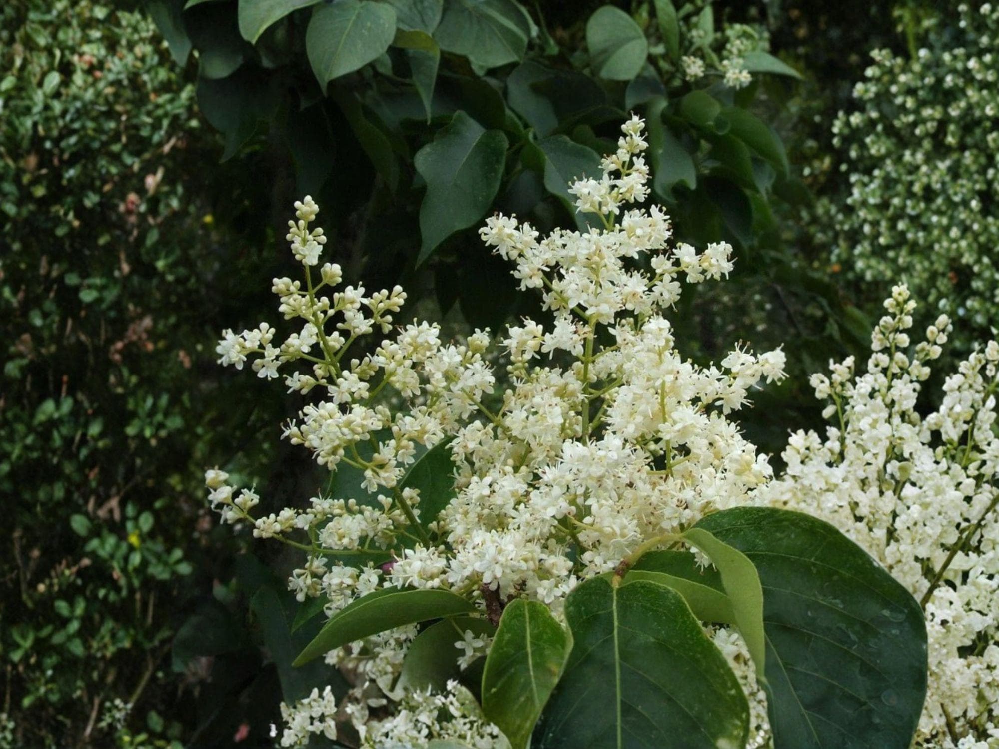 Japanese Tree Lilac Seeds | Syringa amurensis japonica | Ornamental Flowering Tree for Gardens & Landscapes