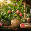 Barbie Pink Guava Starter Plant | Psidium guajava Live Fruit Tree | Tropical Edible Garden Plant for Home & Container Growing