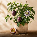 Possum Purple Passion Fruit Starter Plant | Self-Fertile Climbing Vine | Passiflora edulis | Heirloom Tropical Fruit Plant