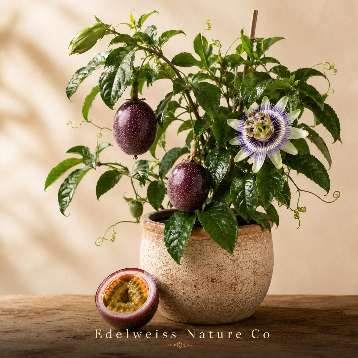 Possum Purple Passion Fruit Starter Plant | Self-Fertile Climbing Vine | Passiflora edulis | Heirloom Tropical Fruit Plant