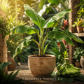 Dwarf Nam Wah Banana Plant Starter | Musa Tropical Edible Fruit Tree | Heirloom Non-GMO Rooted Plant