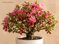 Roselow Crabapple Rooted Plant – Malus spp. Flowering Wildlife Tree with White Blossoms and Red Fruit for Pollinator Gardens
