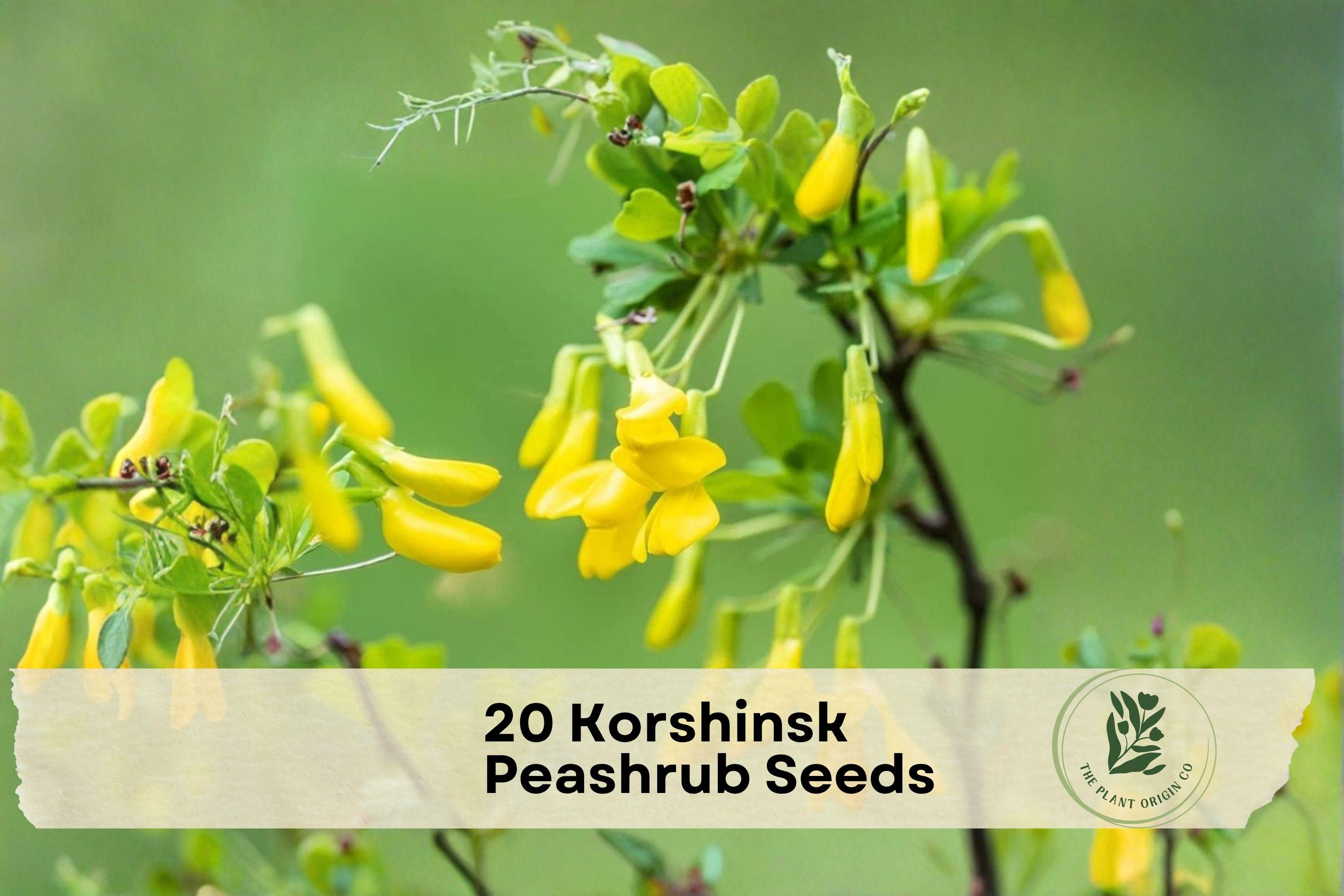 20 Korshinsk Peashrub Seeds - Ornamental Shrub, Caragana korshinskii, Yellow Flowers, Hardy Deciduous Shrub for Hedges & Borders