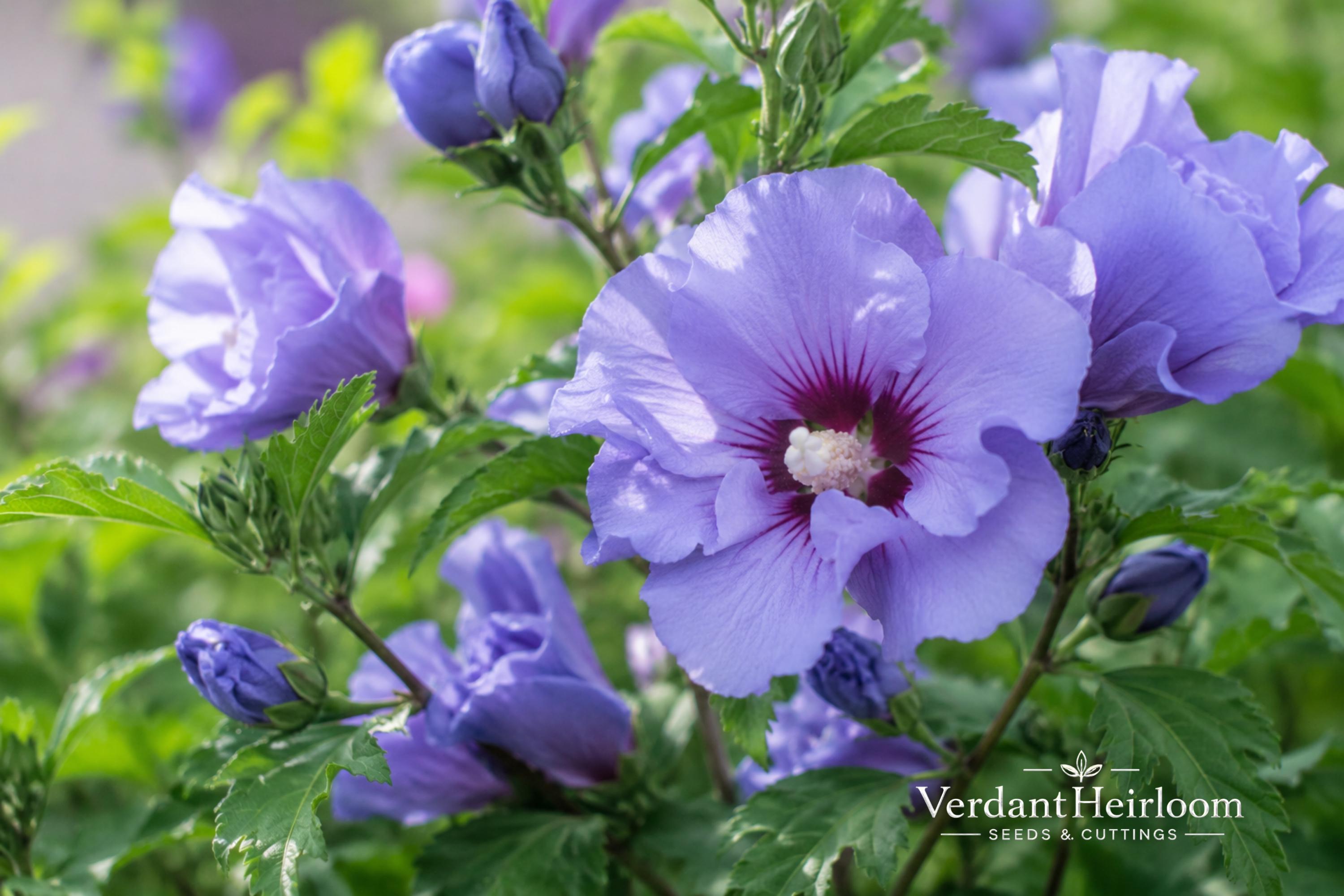 Bare Root Marina Blue Satin Rose of Sharon Shrub – Hibiscus syriacus 'Marina' – Blue Flowers, Deciduous Flowering Plant