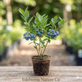 Vaccinium corymbosum | Sharpblue Blueberry Live Starter Plant | Edible Berry Bush for Garden & Containers
