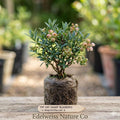 Top Hat Dwarf Blueberry Plant | Vaccinium angustifolium Live Berry Bush for Containers & Small Gardens