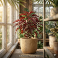 Mahogany Splendor Red Leaf Hardy Hibiscus Rooted Starter Plant – Exotic Foliage, Tropical Flowering Plant, Ornamental Garden Plant