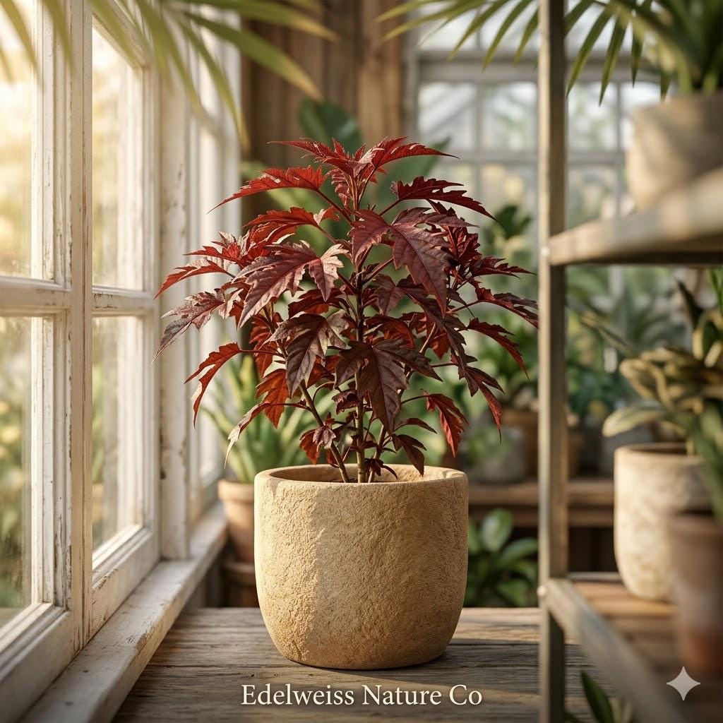 Mahogany Splendor Red Leaf Hardy Hibiscus Rooted Starter Plant – Exotic Foliage, Tropical Flowering Plant, Ornamental Garden Plant