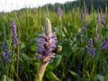 Pickerel Weed Seeds – Pontederia cordata Wetland Wildflower for Rain Gardens, Pond Edges & Moisture Gardens