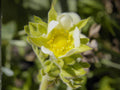 Prairie Cinquefoil Seeds – Wildflower Seed Pack for Pollinator Gardens, Cottage Garden, Potentilla arguta, Natural Landscape Planting