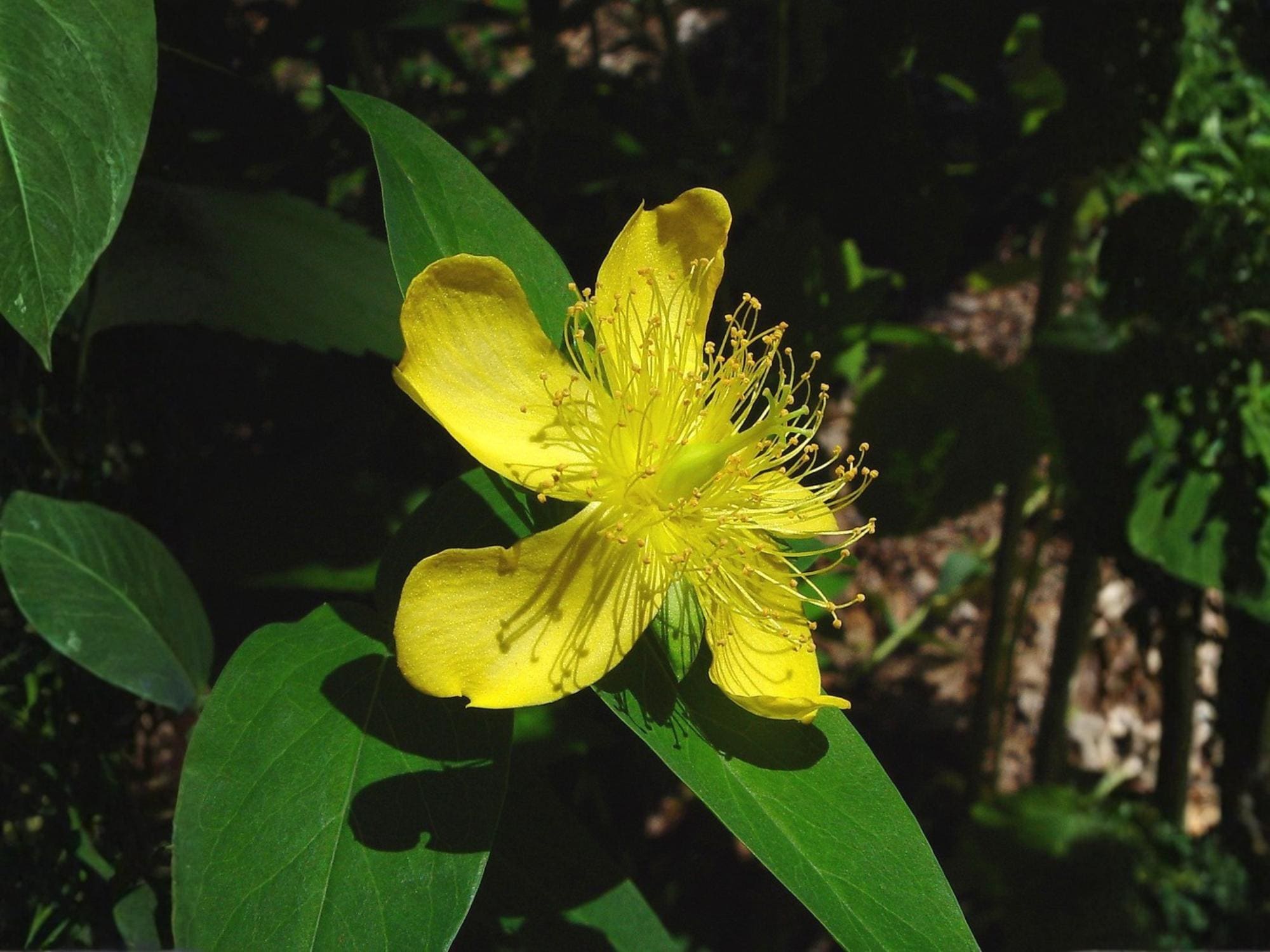 Great St John's Wort Seeds – Hypericum pyramidatum Wildflower Seeds for Pollinator Gardens, Cottage, Meadow, Natural Landscaping
