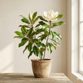 Southern Magnolia Tree | 12-24" Bare Root Live Plant | Fragrant Evergreen Flowering Magnolia grandiflora