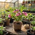 Pink Weigela florida Bare Root Shrubs – Flowering Ornamental Garden Plants, Pollinator-Friendly, Cottage Garden, 3 Pack