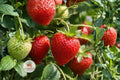 Jewel Strawberry Bare Root Plants – 5 Live Perennial Fruit Plants, Sweet Red Berries, Fragaria × ananassa