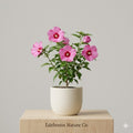 Pink Althea Rose of Sharon Hibiscus Bare Root Plant | 12-24" Ornamental Shrub | Hibiscus syriacus