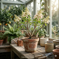 PeeGee Hydrangea Bare Root Plant | 6-12 Inch Panicle Flowering Shrub | Hydrangea paniculata for Cottage Gardens & Landscaping