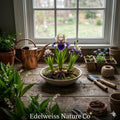 10 Dwarf Crested Iris Bare Root Plants | Native Wildflower Perennials for Shade Garden, Ground Cover, Iris cristata