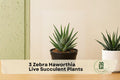 3 Zebra Haworthia Succulent Plants – Live Indoor/Outdoor Green and White Foliage, Compact, Easy Care, Haworthiopsis fasciata