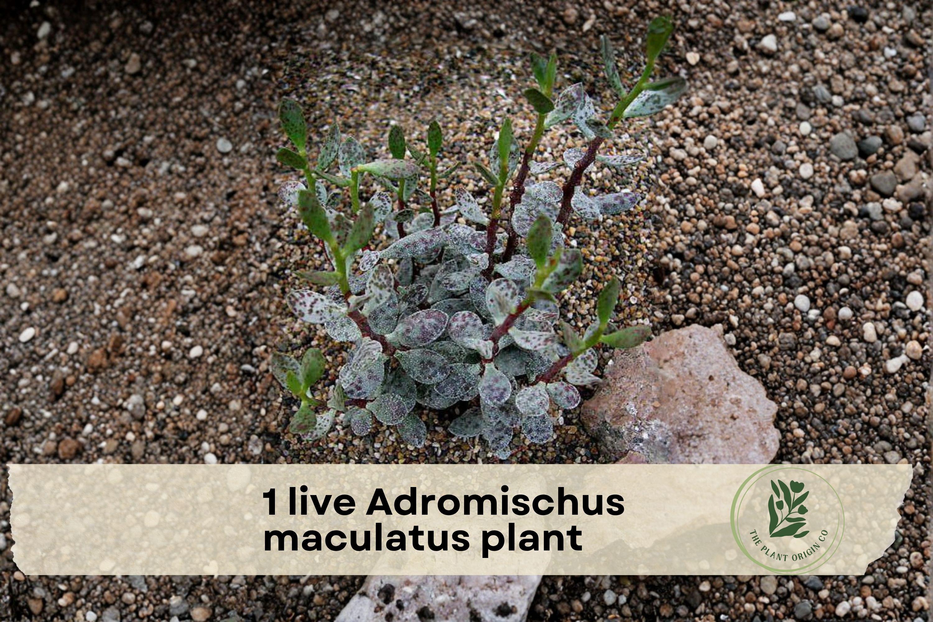 Live Adromischus maculatus Succulent Plant - Calico Hearts, Spotted Grey-Green Foliage, Easy Care, Indoor & Container Use