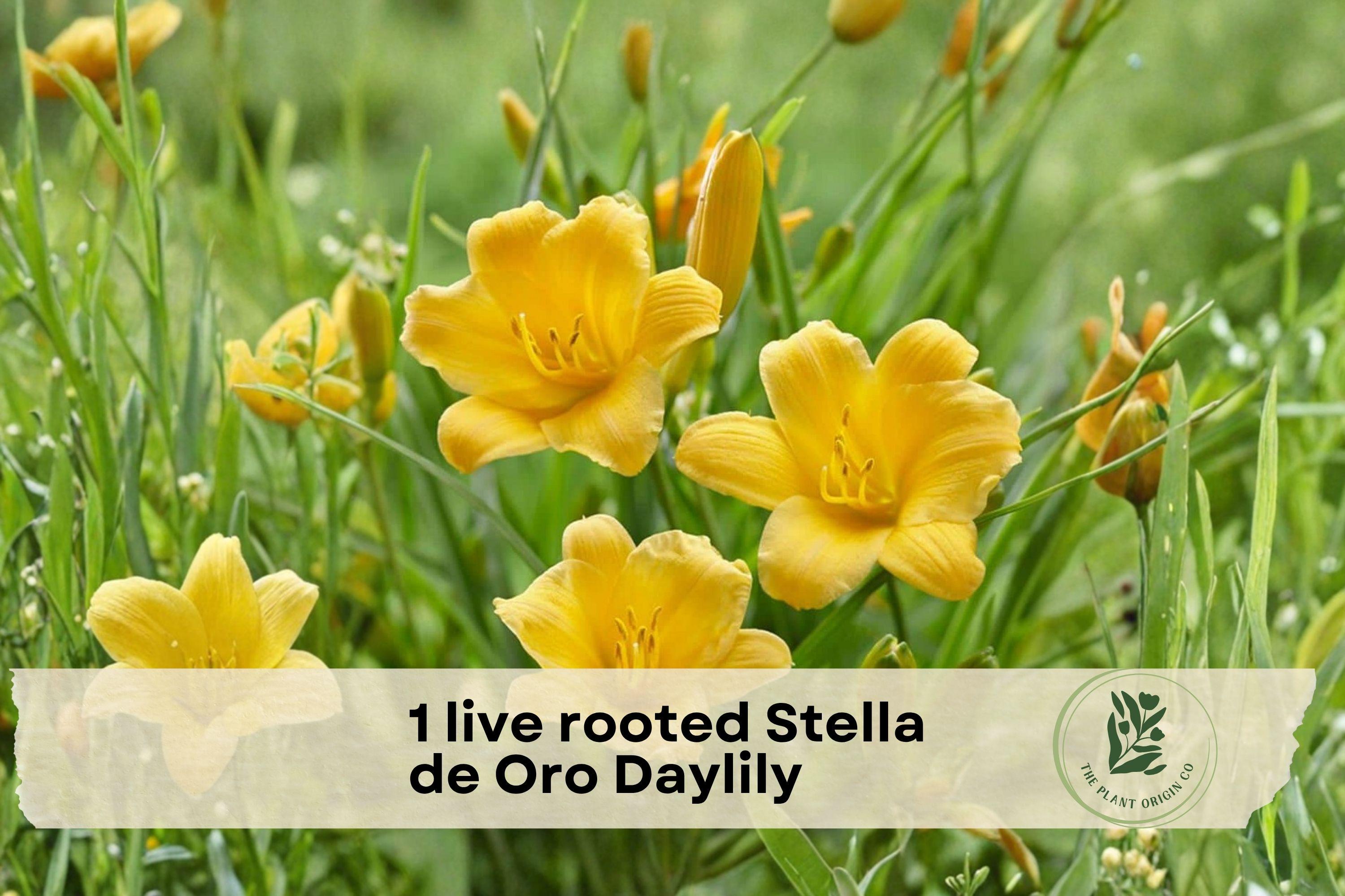 Live Rooted Stella de Oro Daylily - Golden Yellow Perennial Flower, Reblooming, Easy Care, Border & Container Plant, Hemerocallis