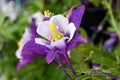 Early Bird Purple White Columbine Bare Root Plant – Aquilegia, Perennial Flowering Plant, Shade Garden, Pollinator-Friendly