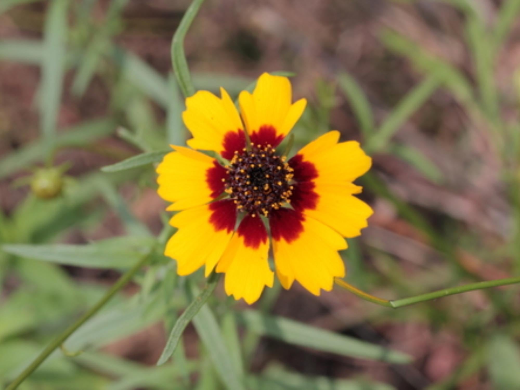 Golden Wave Tickseed Seeds – Coreopsis basalis Wildflower Seeds for Pollinator Gardens, Cottage, Meadow & Natural Landscapes