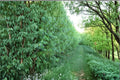 Live Aussie Willow Tree - Hybrid Willow for Privacy, Shade & Windbreaks - Salix Hybrid Plant