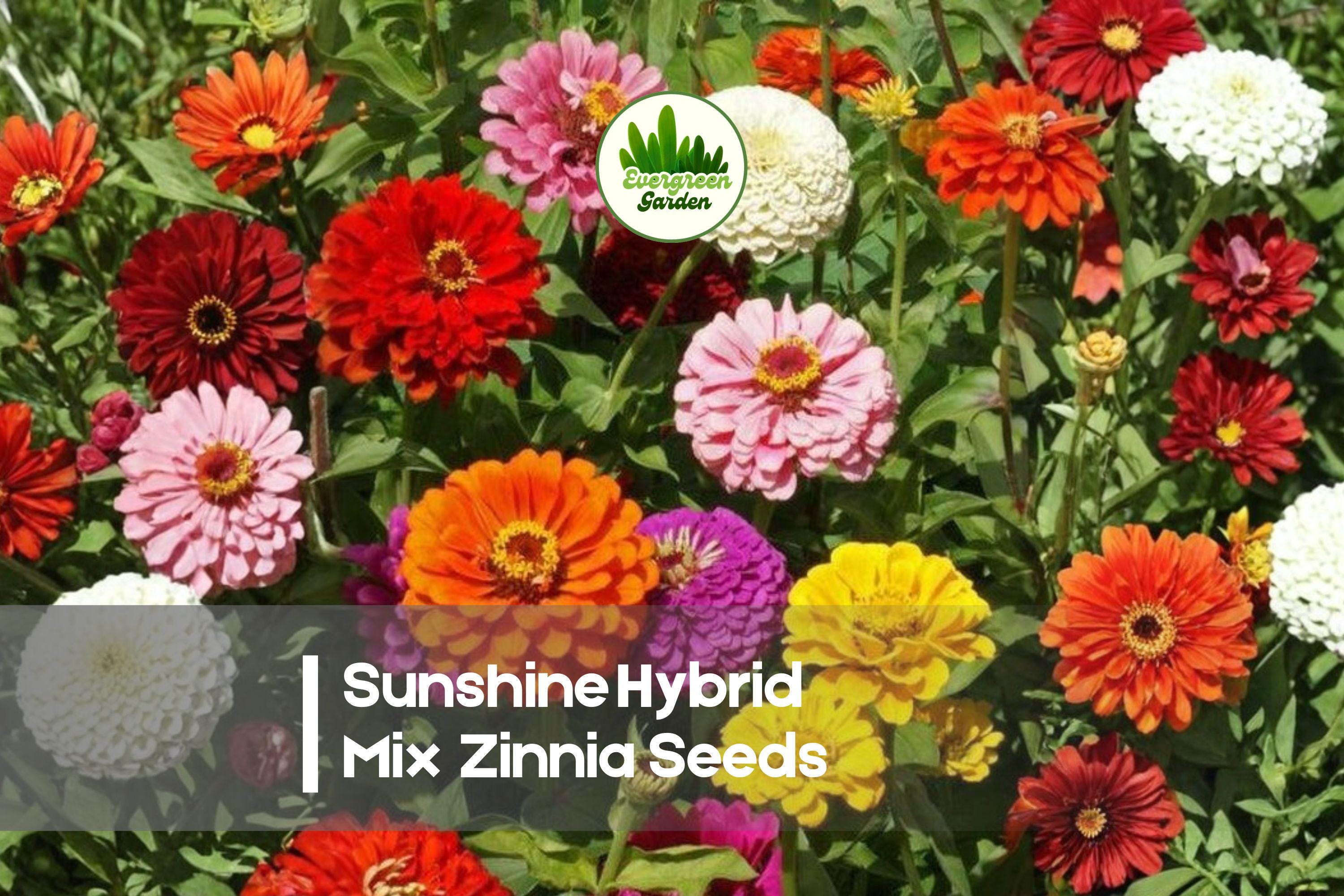 Sunshine Hybrid Mix Zinnia Seeds, Bright Colorful Flower Mix, Zinnia elegans, 100+ Premium Seeds for Garden Beds & Cut Flowers