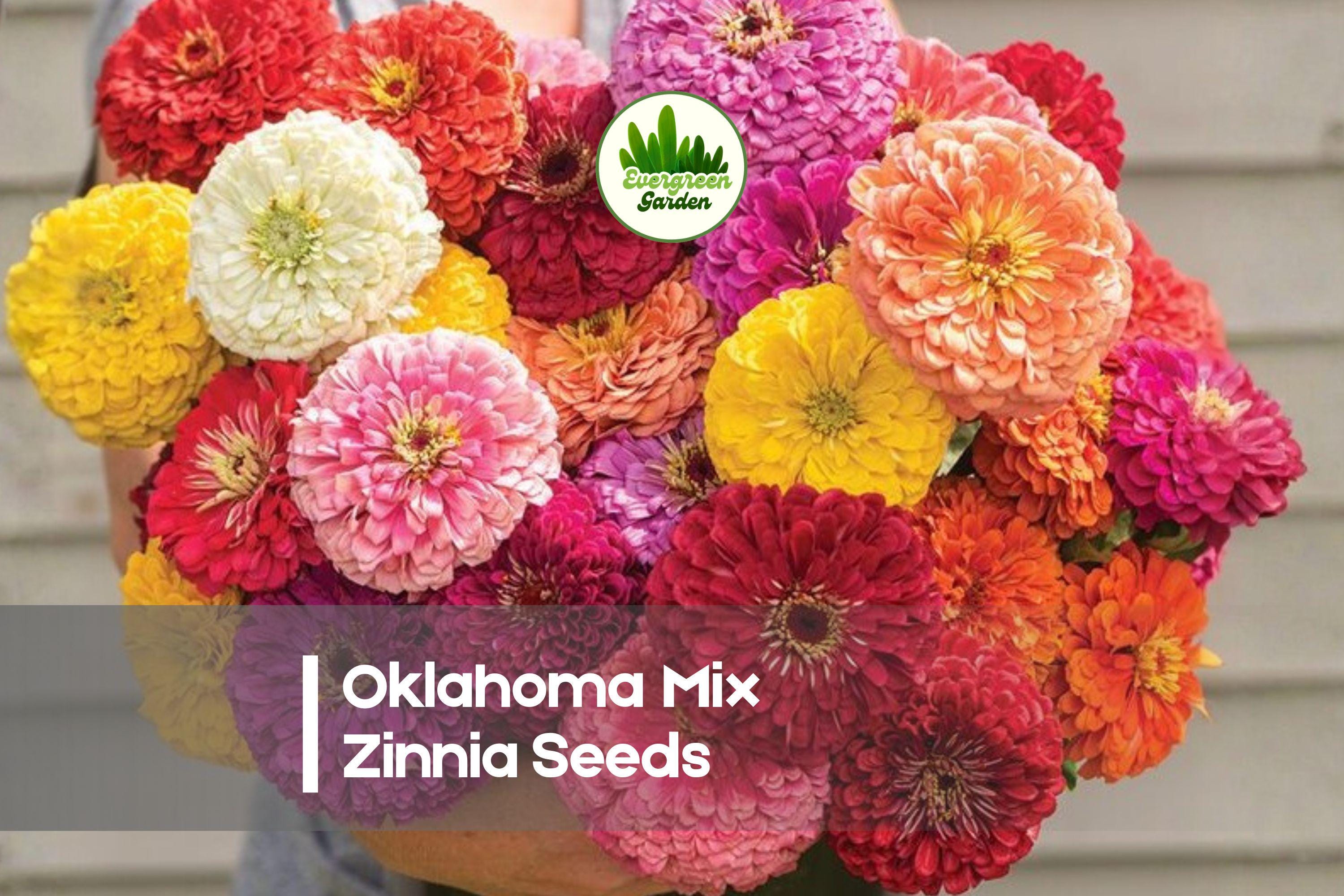 Oklahoma Mix Zinnia Seeds, 100+ Premium Zinnia elegans for Cut Flowers, Borders & Pollinator Gardens